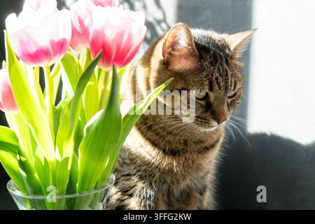 Rosa Tulpenblumen. Blumenknospe. Tulpenblumenstrauß mit Porträt einer getigerten Katze Stockfoto