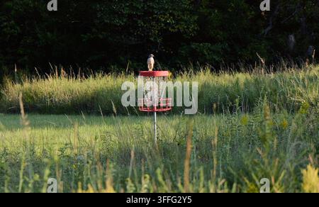 Junger Rotschwanzbussard, der Beute von einem Schuppendach entlang eines ländlichen Discgolfplatzparks in Miami County, Kansas, bei Sonnenaufgang beobachtet Stockfoto