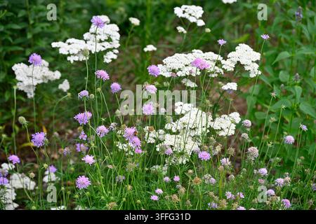 Gemischte Sommerblumen von Kleiner Skabiosen Scabiosa columbaria und Weißer Schafgarbe UK Juni Stockfoto