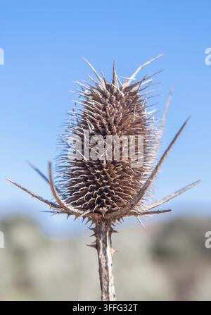 Dipsacus fullonum oder Wilddistel. Historisch zur Walkerarbeit in der Textilindustrie verwendet. Valverde de Leganes, Badajoz, Spanien Stockfoto
