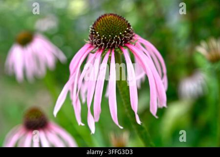 rosa Sommerblüten der Sonnenhutpflanze, Echinacea pallida, die im englischen Garten im Juni wachsen Stockfoto