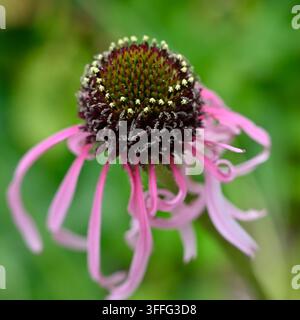 rosa Sommerblüten der Sonnenhutpflanze, Echinacea pallida, die im englischen Garten im Juni wachsen Stockfoto