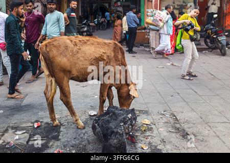 Kuh, die auf einer Straße in Varanasi, Indien, geht Stockfoto