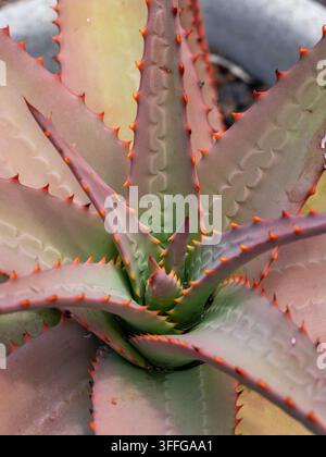 Nahaufnahme einer Aloe-Vera-Sukkulente, die detaillierte stachelige Blätter mit orangefarbenen Dornen und natürlichem geometrischem Muster zeigt Stockfoto