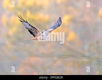 Roter Milan Milvus milvus fliegt vor Herbstfarben in Turville, Buckinghamshire Stockfoto