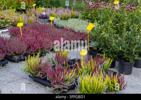 Farbenfrohe Calluna vulgaris-Pflanzen werden auf einem saisonalen Gartenmarkt zum Verkauf angeboten, mit Zierpflanzengemischen und anderen Stauden im Hintergrund Stockfoto