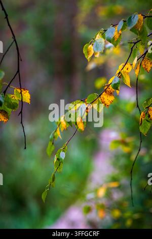 Detail gelber Herbstbirkenblätter an einem dünnen Ast mit farbenfrohem verschwommenem Hintergrund Stockfoto
