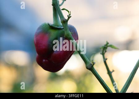 Paprika hängt an grünem Stiel im Gewächshaus und zeigt glänzende rote und grüne Haut Stockfoto