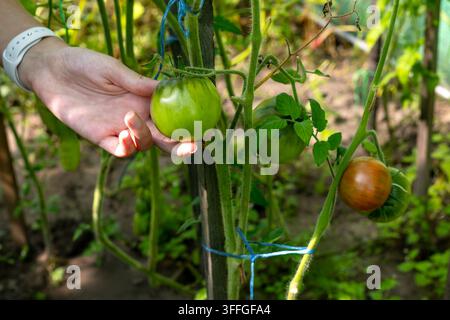 Hand, die eine grüne Tomate an der Gartenranke stützt. Hand stützt sanft eine grüne Tomate, die an einer Gartenranke mit anderen reifenden Tomaten und blättrigem Laub wächst Stockfoto