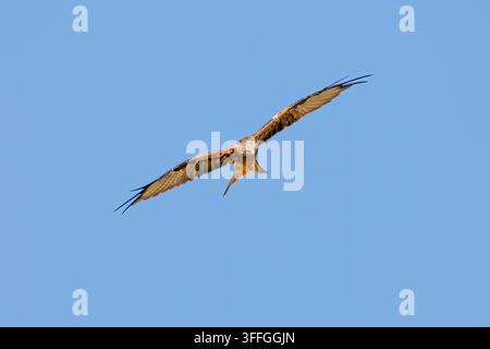 Roter Milan (Milvus milvus) im Flug vor einem klaren blauen Himmel. Stockfoto
