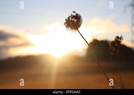 Eine Nahaufnahme, die den getrockneten, kunstvollen Samenkopf einer Pflanze scharf gegen einen strahlenden Sonnenaufgang silhouettiert. Stockfoto