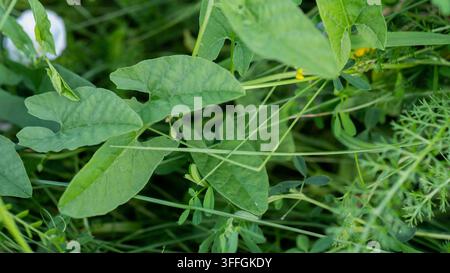 Ackerkrat Convolvulus arvensis Pfeilförmige Blätter und weiße Blume im Wiesengras — Konzept: Hartnäckiges Ackerunkraut und Unkrautbekämpfung Stockfoto