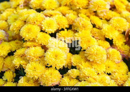 Hellgelbe Pompon-Chrysanthemen in voller Blüte, die einen lebendigen floralen Hintergrund bilden. Nahaufnahme von bunten Herbstblüten, die in einem Garten wachsen Stockfoto