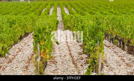 Reihen von Weinreben mit roten Trauben in einem Weinberg in der Appellation Margaux in Bordeaux, Frankreich Stockfoto