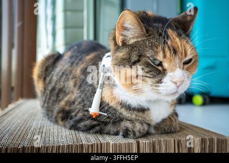 Katze ruht sich zu Hause nach einer Krankheit aus, schwere Magenprobleme aufgrund einer Ringelblutinfektion und Nahrungsverweigerung Stockfoto