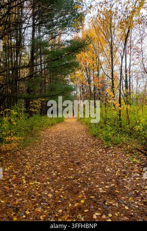 Herbstpfad im Wald - Ruhe und Farbe  Ein malerischer, sonnenbeschienener Pfad, der sich durch einen lebendigen Herbstwald schlängelt. Der Weg ist mit gefallenen Blättern bedeckt Stockfoto