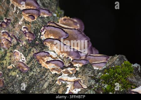 Pilzbewachsen auf Baum - Makrofotografie  Nahaufnahme-Makrofotografie, die lebhafte Rindenpilze (wahrscheinlich Polypor-Pilze) zeigt, die auf verrottendem Holz wachsen Stockfoto