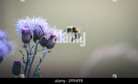 Bombus terrestris Hummer füttert an Kriechdistel im Naturschutzgebiet Hauxley in Northumberland Stockfoto