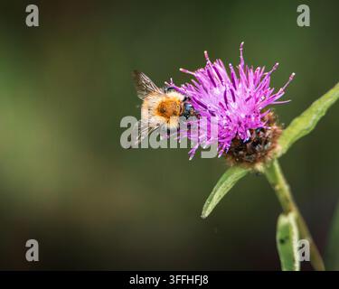 Bombus terrestris Hummer füttert an Kriechdistel im Naturschutzgebiet Hauxley in Northumberland Stockfoto