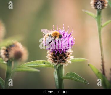 Bombus terrestris Hummer füttert an Kriechdistel im Naturschutzgebiet Hauxley in Northumberland Stockfoto