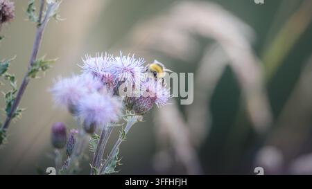 Bombus terrestris Hummer füttert an Kriechdistel im Naturschutzgebiet Hauxley in Northumberland Stockfoto