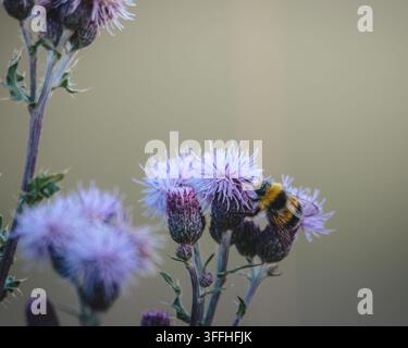 Bombus terrestris Hummer füttert an Kriechdistel im Naturschutzgebiet Hauxley in Northumberland Stockfoto