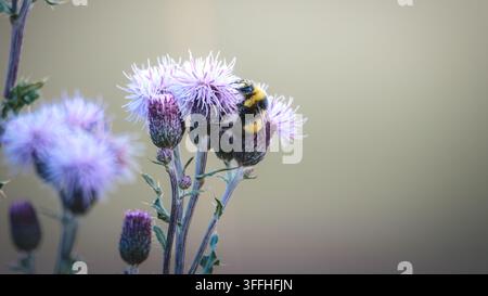 Bombus terrestris Hummer füttert an Kriechdistel im Naturschutzgebiet Hauxley in Northumberland Stockfoto