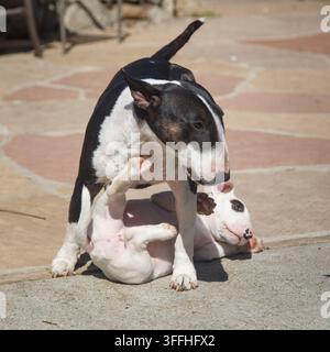 Erwachener Bullterrier-Hund spielt mit einem jungen, weißen Bullterrier-Welpen Stockfoto