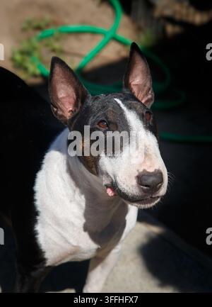 Natürliches Licht-Porträt eines farbigen Bullterrier-Hundes, der zur Kamera aufschaut Stockfoto