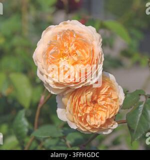 Englische Rose (Rosa 'Kronprinzessin Margareta', Rosa Kronprinzessin Margareta), Blüte, Sorte Kronprinzessin Margareta Stockfoto