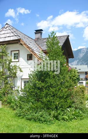 Holly, gewöhnliche Holunderbeere, englische Holunderbeere, europäische Holunderbeere, Weihnachtsholunderbeere (Ilex aquifolium), Habitus, gepflanzt in einem Garten, Österreich Stockfoto