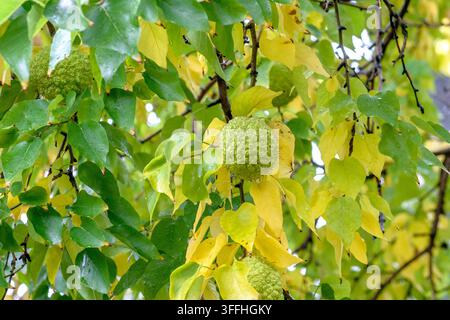 Osage-Orange (Maclura pomifera, Maclura aurantiaca, Cudrania aurantiaca; Cudrania pomifera), Früchte an einem Baum, Österreich Stockfoto