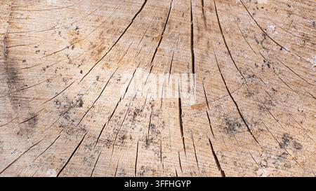 Nahaufnahme von einer rissigen Baumstumpf-Holztextur als Hintergrund Stockfoto