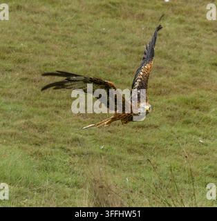 Rotmilan im Flug Stockfoto