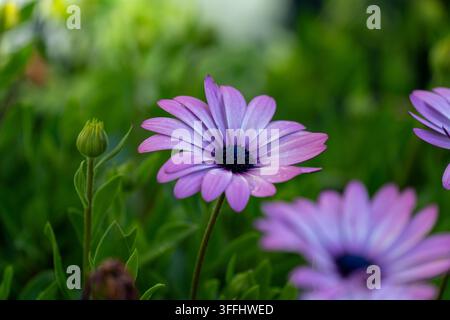 Afrikanische Gänseblümchen mit lila Blütenblättern, die vor einem grünen Hintergrund bei natürlichem Licht blühen Stockfoto