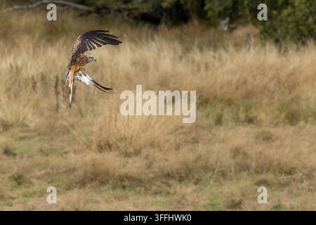 Rotmilan im Flug Stockfoto
