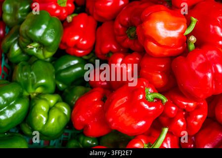 Rote und grüne Paprika sind in Haufen platziert, mit glatter und glänzender Haut und hellen und auffälligen Farben. Stockfoto