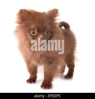 Pomeranian Welpen vor weißem Hintergrund Stockfoto