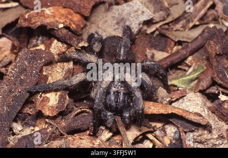 SYDNEY TRAPPENWEBER (ATRAX ROBUSTUS) AUF WALDFLAUSCHN, SYDNEY, NEW SOUTH WALES, AUSTRALIEN. Stockfoto