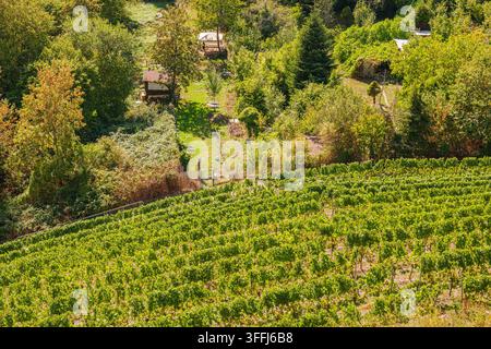 Weinrebenreihen von grünen Trauben auf einem malerischen Hügel mit einer ländlichen Landschaft, Bäumen und kleinen Häusern Stockfoto