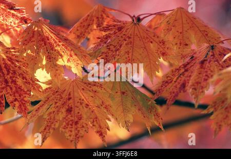 NAHE AUFNAHME VON BLÄTTERN IN HERBSTFARBEN, DIE VON DER UNTERGANGENEN SONNE BELEUCHTET WERDEN. Stockfoto