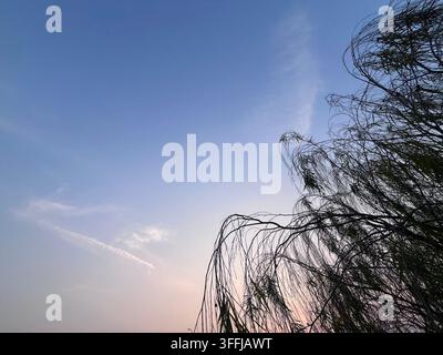 Weidenzweige gegen einen strahlend blauen Himmel Stockfoto