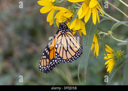 Ein Monarchfalter (Danaus Plexippus) füttert sich an Sägesporn-Sonnenblumen im Lee County, Iowa Stockfoto
