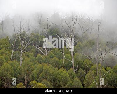 Nebel im Wald an den Hängen des Mt Buffalo Stockfoto