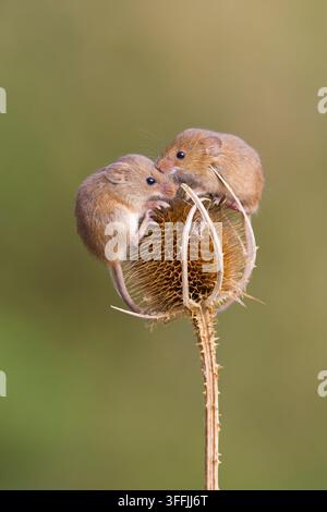 Ernte-Maus Micromys minutus, 2 Jungtiere stehen auf einer Karde Dipsacus fullonum, Samenstand, Suffolk, England, September Stockfoto