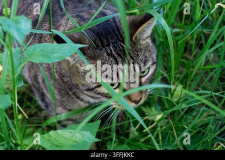 Eine graue Katze mit schwarzen Streifen sitzt in hellgrünem Gras und späht vorsichtig nach Beute Stockfoto