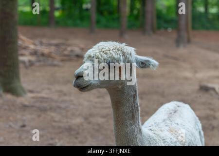 Weiße Alpaka, wahrscheinlich der Huacaya-Rasse, steht im Freien in der Nähe eines Waldgebiets. Stockfoto