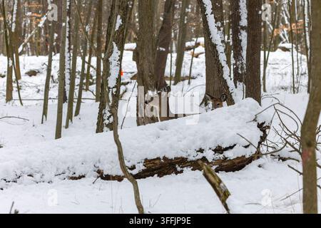 Hirsch. Der Weißschwanzhirsch auch bekannt als der Weißschwanz oder Virginia Hirsch im Winter auf Schnee. Stockfoto