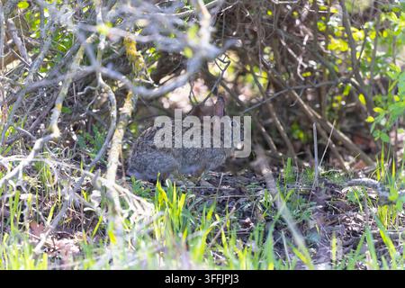 Waldhase (Lepus sylvaticus) auf einer Wiese, Naturszene aus Wisconsin Stockfoto