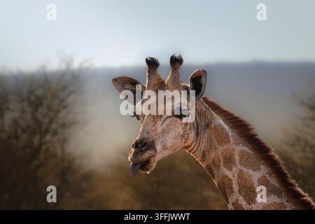 Giraffe streckt ihre Zunge in der namibischen Savanne heraus Stockfoto